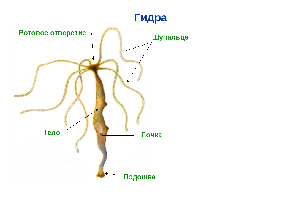 Кракен вход ссылка