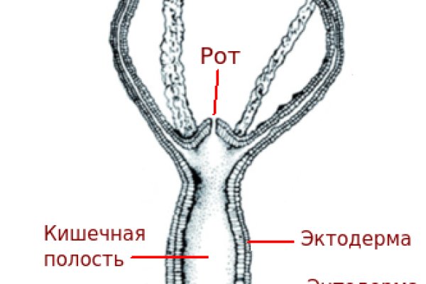 Ссылка на кракена для тора