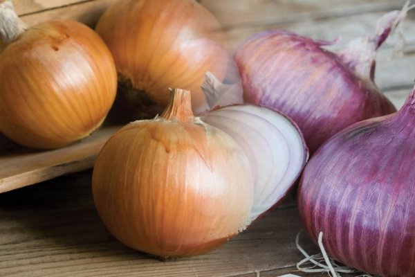 Kraken tor onion